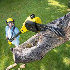 Best Tree Removal  in Sunbury, PA