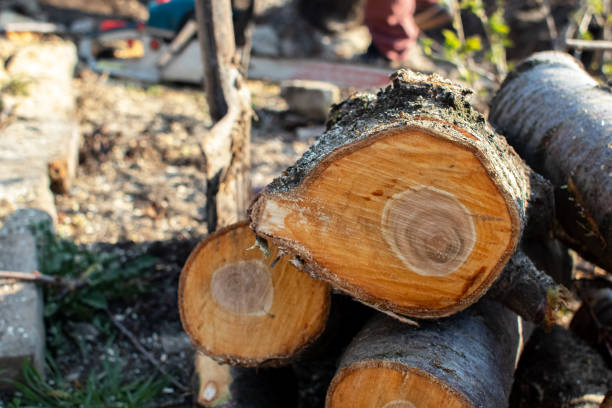 How Our Tree Care Process Works  in  Sunbury, PA